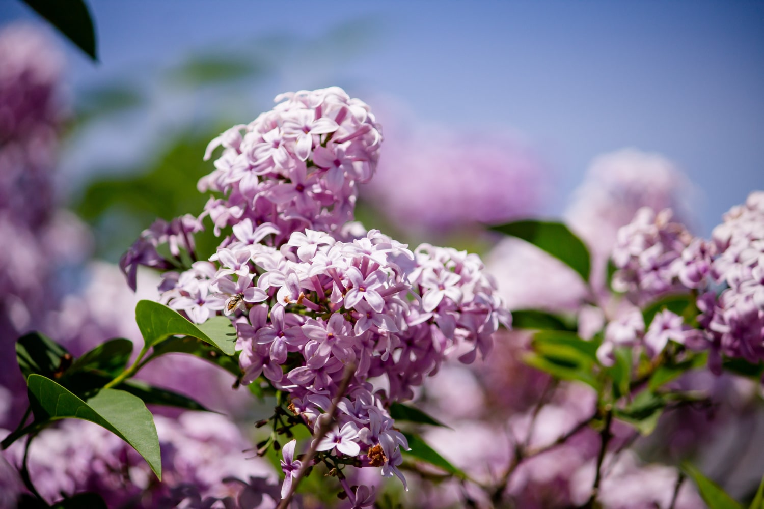 Flora primăverii și a verii: 5 arbuști magnifici care aduc bucurie și prospețime în grădină