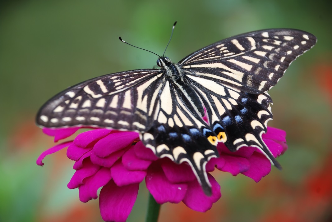 Cei Mai Frumoși Fluturi – O Poveste de Culori și Eleganță în Lumea Insectelor