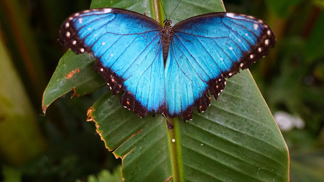 Photo butterflies