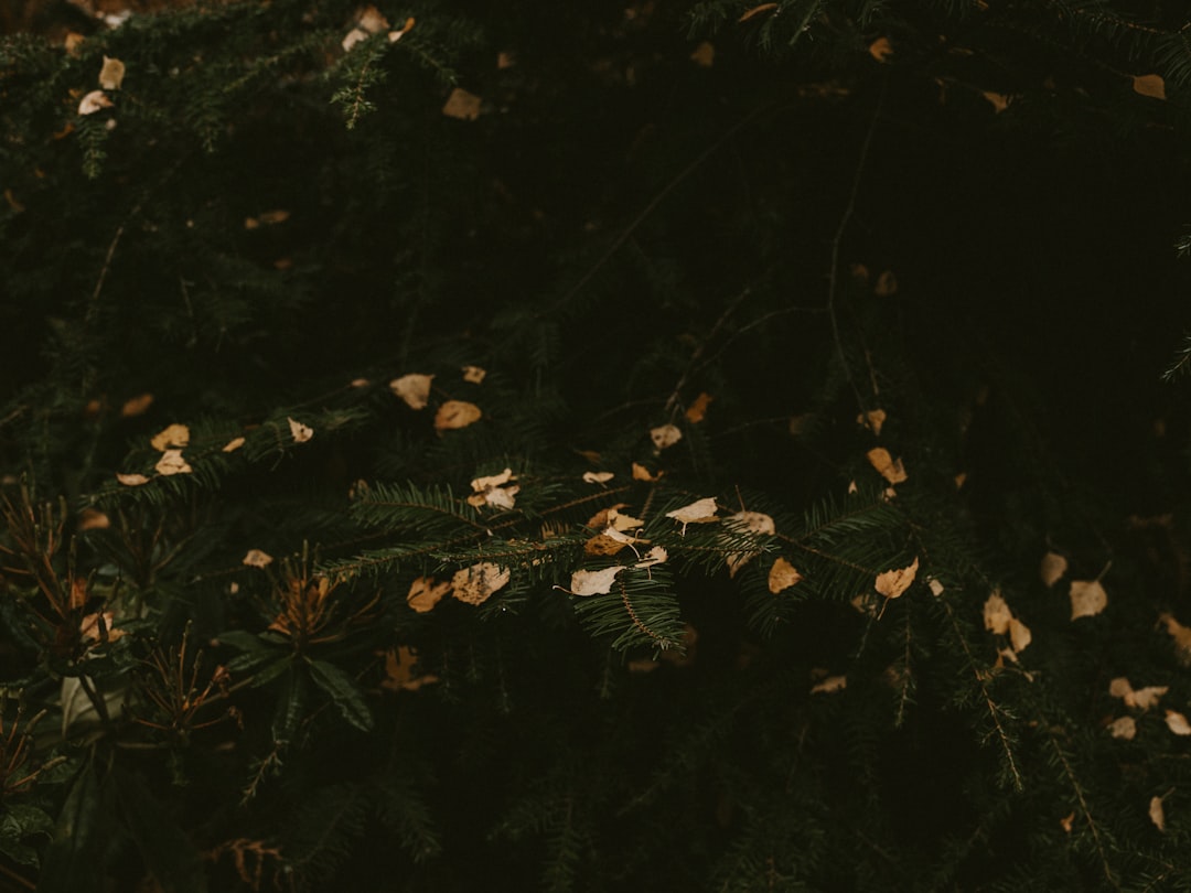 Photo semnificațiile