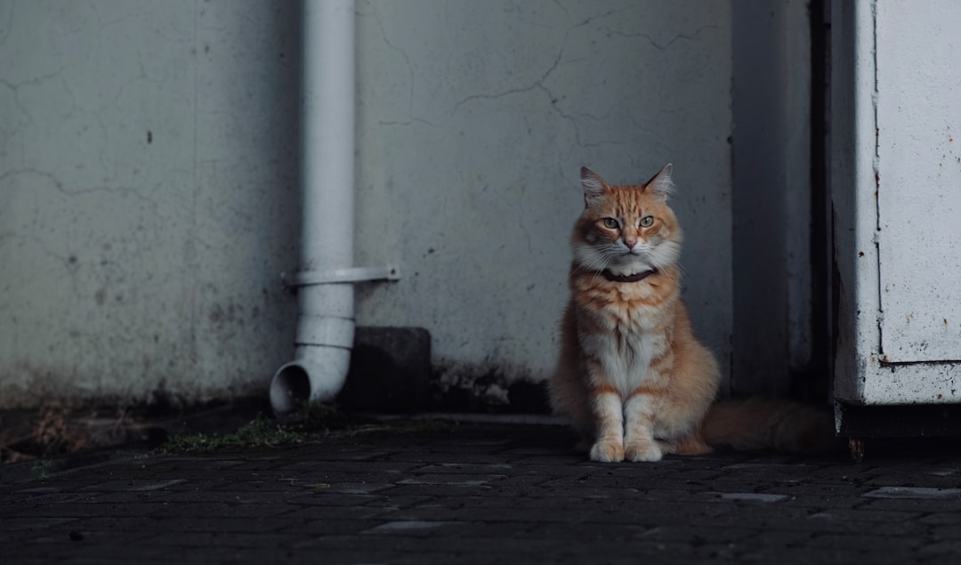 Photo betrayal