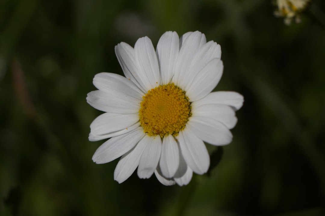 copilo sau copil-o – Cum se scrie corect