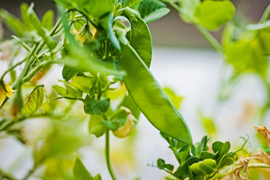 gardening urban balconies