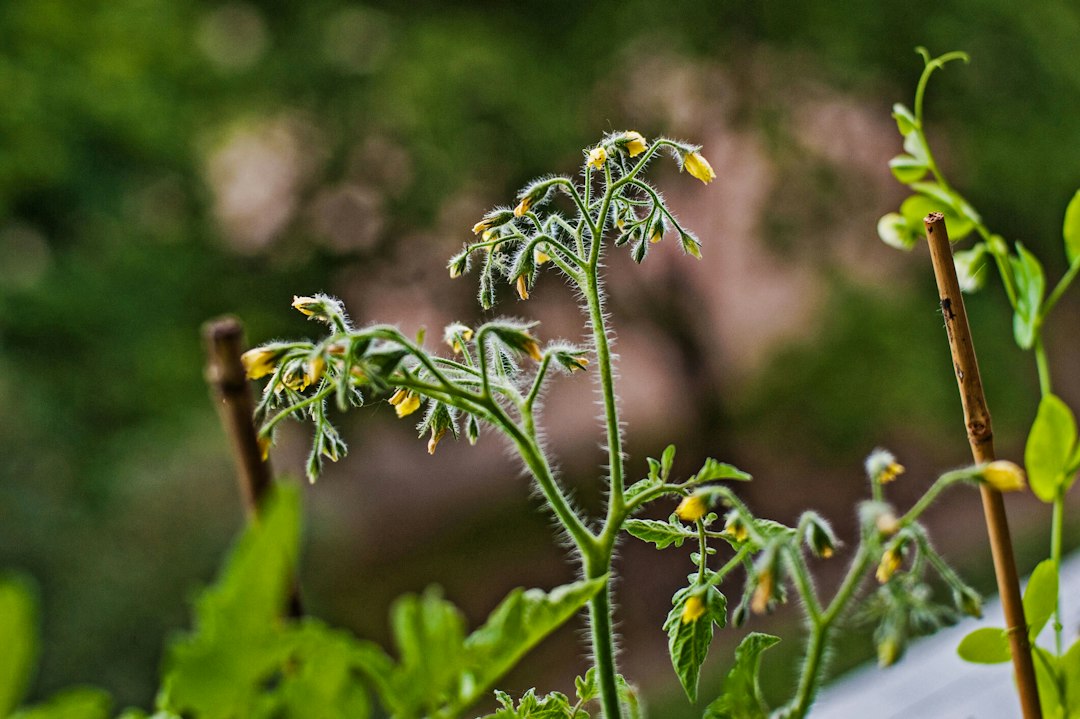 Photo gardening urban balconies
