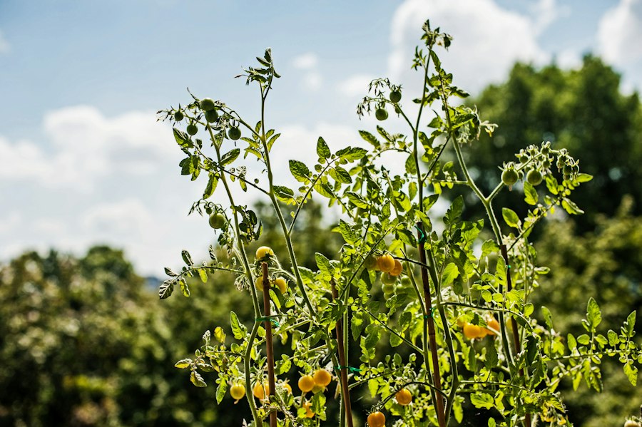 Photo gardening urban balconies