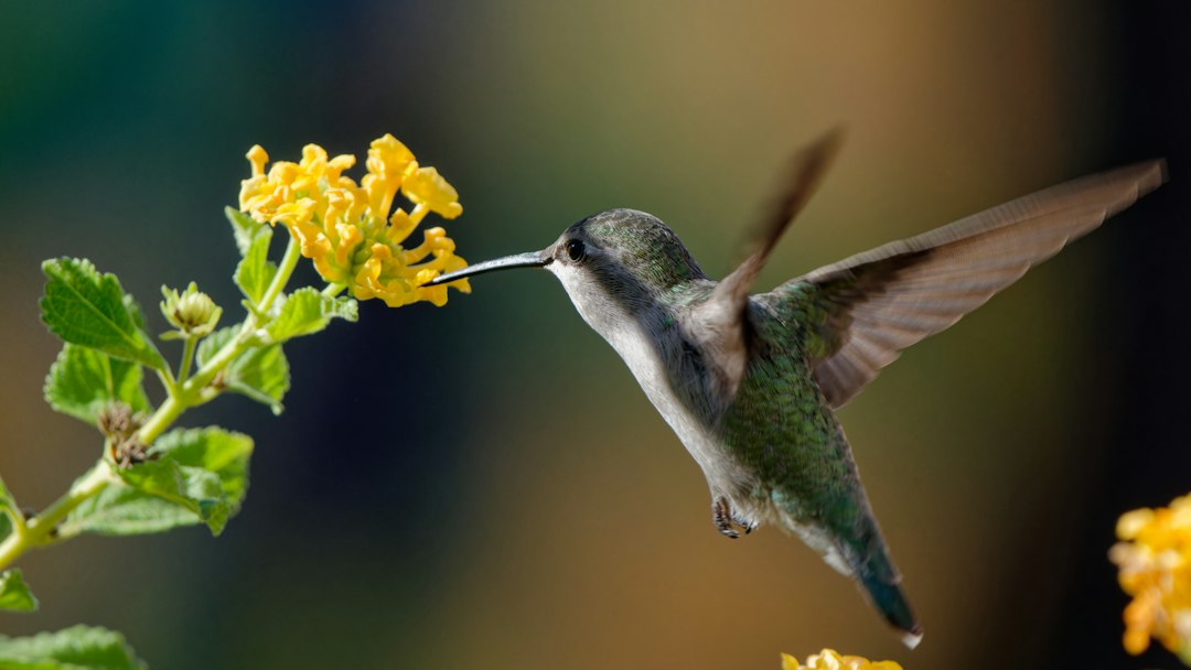 Photo attracting birds and beneficial insects