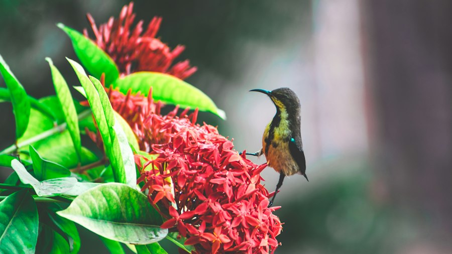 Photo attracting birds and beneficial insects