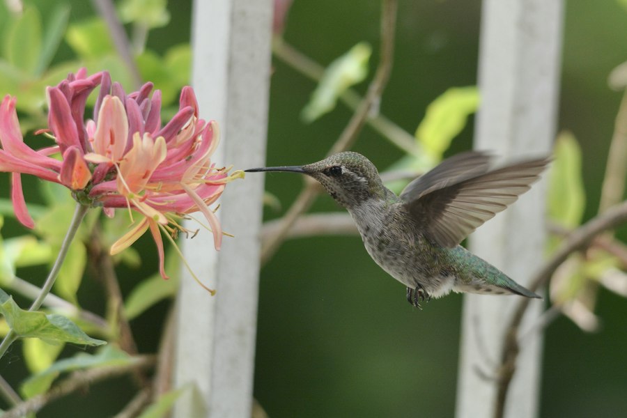 attracting birds and beneficial insects