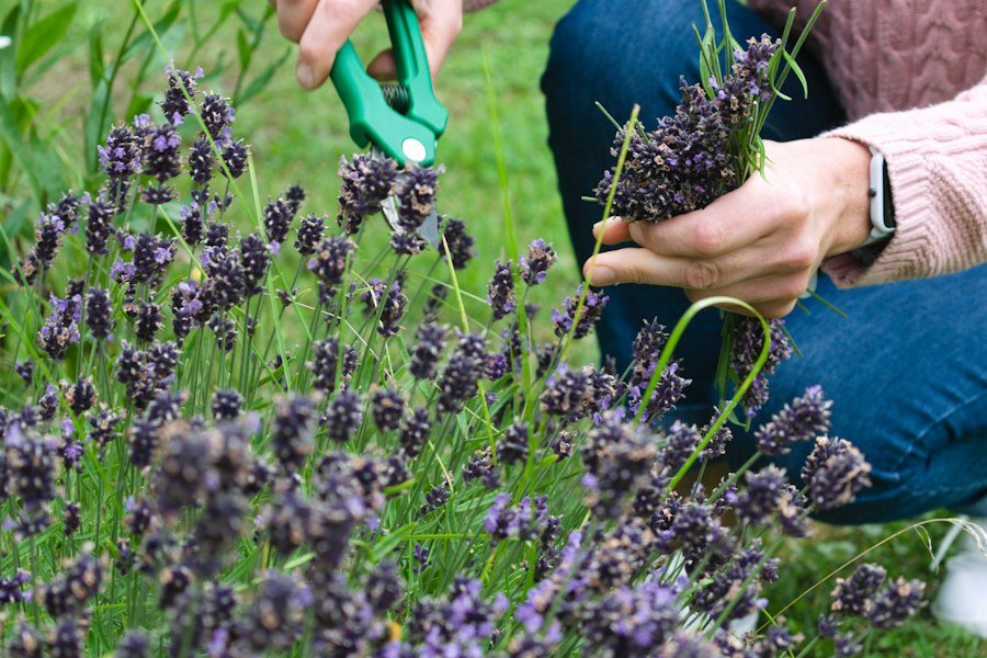 Photo gardening