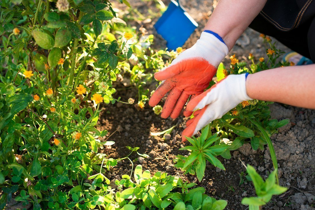 Photo gardening beginners